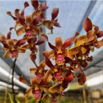 Dendrobium ckaI x lasianthera